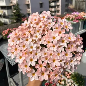 Early Flowering Oxalis Corniculata Bulbs - Prominence Variety - Vibrant Color - Image 1