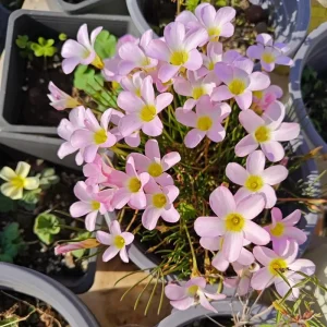 Early Flowering Oxalis Flava Bulbs - Multicolored Blooms - Plant in Fall - Image 2
