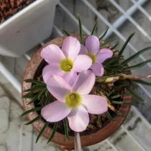 Early Flowering Oxalis Flava Bulbs - Multicolored Blooms - Plant in Fall - Image 3