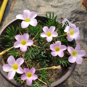 Early Flowering Oxalis Flava Bulbs - Multicolored Blooms - Plant in Fall - Image 4