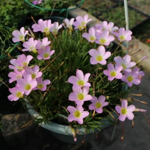 Early Flowering Oxalis Flava Bulbs - Multicolored Blooms - Plant in Fall - Image 5