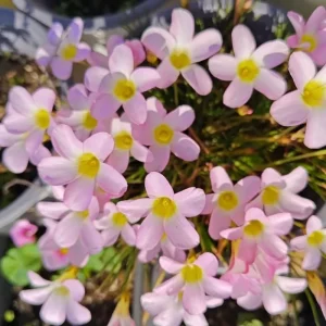 Early Flowering Oxalis Flava Bulbs - Multicolored Blooms - Plant in Fall - Image 1
