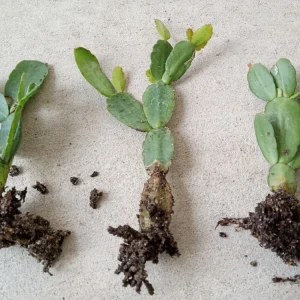 Easter Cactus Live Plants – 5 Rooted Cuttings – Pink & Red Schlumbergera Zygocactus - Image 13