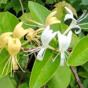 Edible Japanese Honeysuckle Vine Lonicera Perennial Live Starter Plant - Image 1