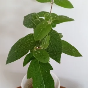 Edible Japanese Honeysuckle Vine Lonicera Perennial Live Starter Plant - Image 2