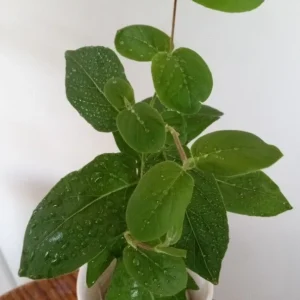 Edible Japanese Honeysuckle Vine Lonicera Perennial Live Starter Plant - Image 3