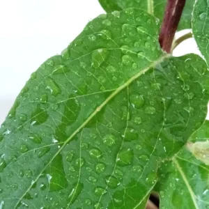 Edible Japanese Honeysuckle Vine Lonicera Perennial Live Starter Plant - Image 4