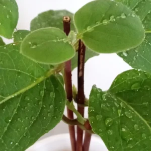 Edible Japanese Honeysuckle Vine Lonicera Perennial Live Starter Plant - Image 5