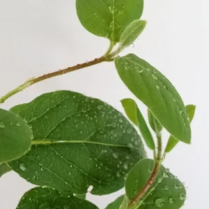 Edible Japanese Honeysuckle Vine Lonicera Perennial Live Starter Plant - Image 6