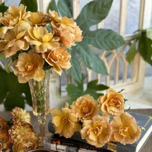 Eventail d'or Rose Live Plant - Double Petal Tea/Coffee Color Blooms, 8 cm - Image 2
