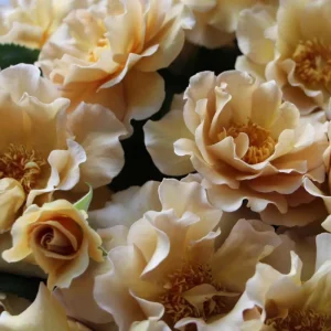 Eventail d'or Rose Live Plant - Double Petal Tea/Coffee Color Blooms, 8 cm - Image 1