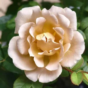 Eventail d'or Rose Live Plant - Double Petal Tea/Coffee Color Blooms, 8 cm - Image 4
