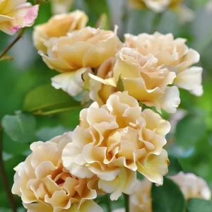 Eventail d'or Rose Live Plant - Double Petal Tea/Coffee Color Blooms, 8 cm - Image 6