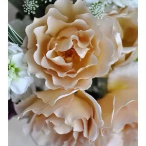 Eventail d'or Rose Live Plant - Double Petal Tea/Coffee Color Blooms, 8 cm - Image 7