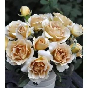 Eventail d'or Rose Live Plant - Double Petal Tea/Coffee Color Blooms, 8 cm - Image 8