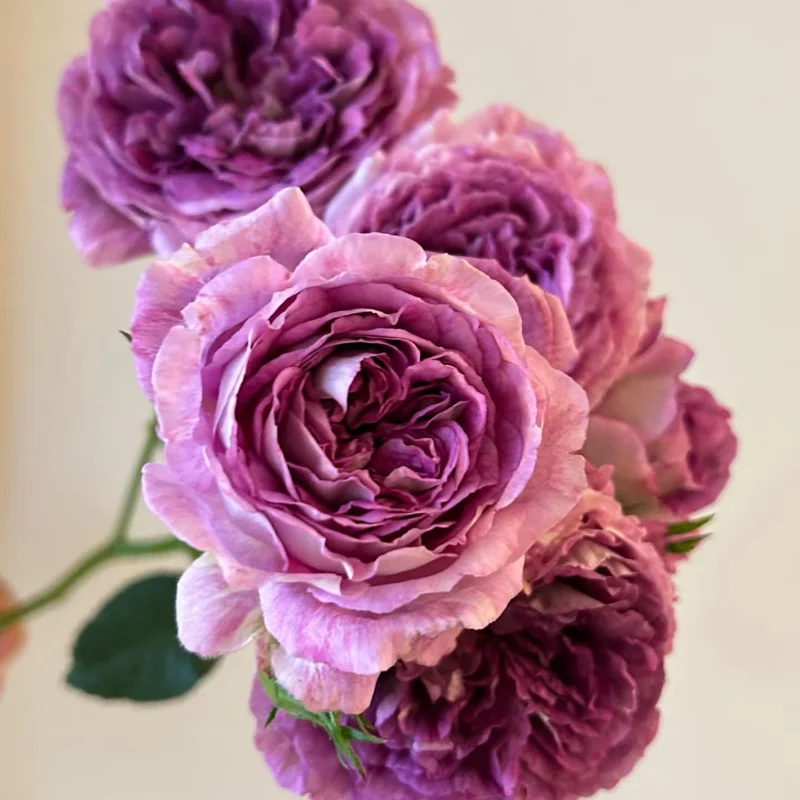 Floribunda Rose Live Plant – Purple Blooms, Strong Fragrance, 85 cm Tall - Image 2