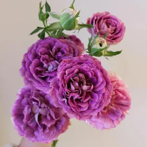 Floribunda Rose Live Plant – Purple Blooms, Strong Fragrance, 85 cm Tall - Image 3