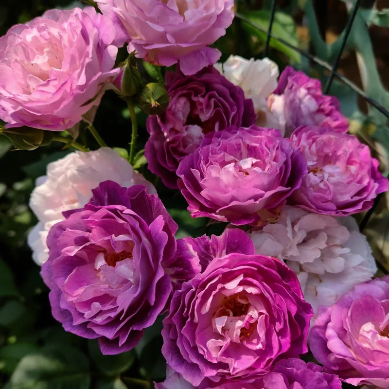 Floribunda Rose Live Plant – Purple Blooms, Strong Fragrance, 85 cm Tall - Image 4