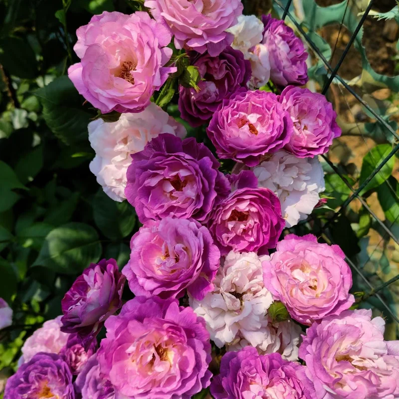 Floribunda Rose Live Plant – Purple Blooms, Strong Fragrance, 85 cm Tall - Image 5