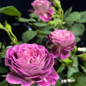 Floribunda Rose Live Plant – Purple Blooms, Strong Fragrance, 85 cm Tall - Image 6
