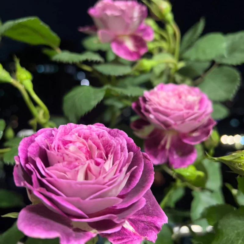 Floribunda Rose Live Plant – Purple Blooms, Strong Fragrance, 85 cm Tall - Image 6