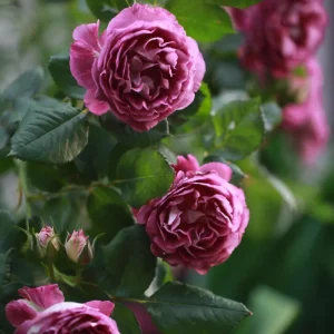 Floribunda Rose Live Plant – Purple Blooms, Strong Fragrance, 85 cm Tall - Image 7