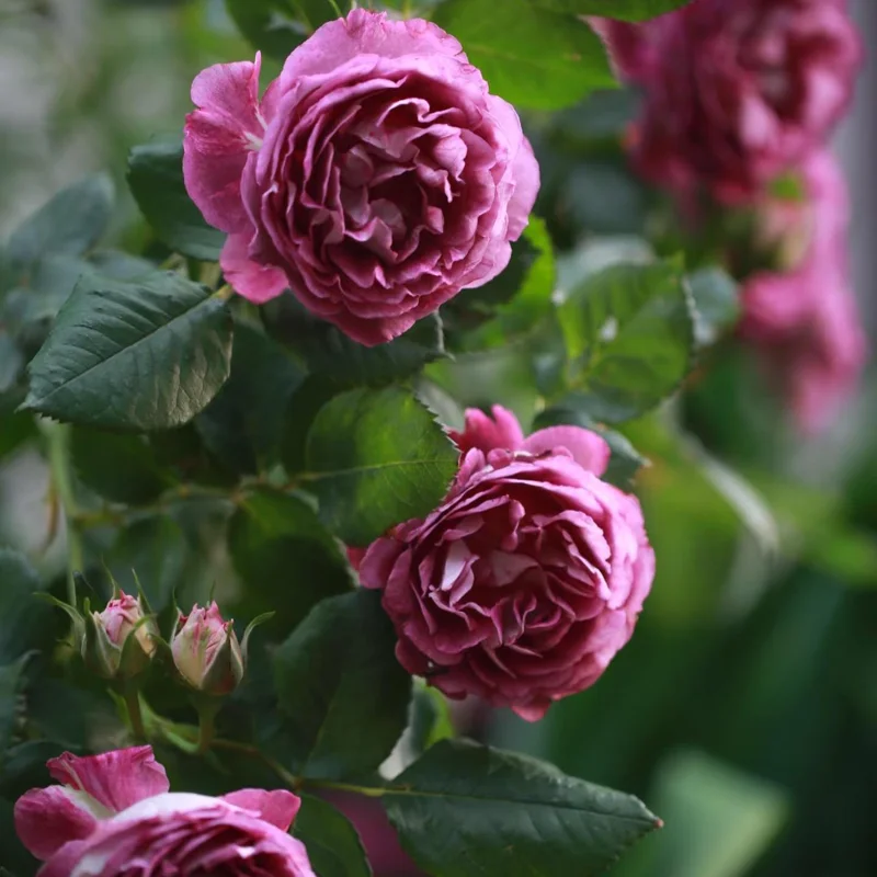 Floribunda Rose Live Plant – Purple Blooms, Strong Fragrance, 85 cm Tall - Image 7