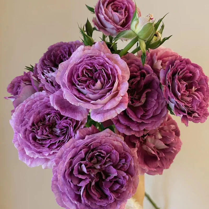 Floribunda Rose Live Plant – Purple Blooms, Strong Fragrance, 85 cm Tall - Image 1