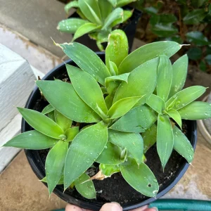 Foxtail Agave Attenuata Live Plant - Outdoor Succulent - Small, Medium, Large Sizes - Image 2