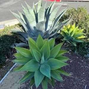 Foxtail Agave Attenuata Live Plant - Outdoor Succulent - Small, Medium, Large Sizes - Image 4