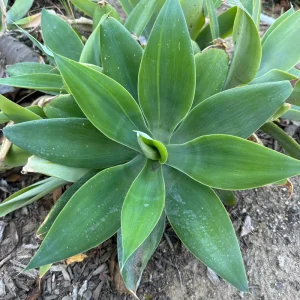 Foxtail Agave Attenuata Live Plant - Outdoor Succulent - Small, Medium, Large Sizes - Image 5