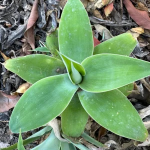 Foxtail Agave Attenuata Live Plant - Outdoor Succulent - Small, Medium, Large Sizes - Image 6