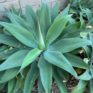 Foxtail Agave Attenuata Live Plant - Outdoor Succulent - Small, Medium, Large Sizes - Image 7