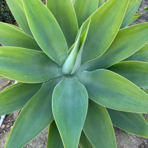 Foxtail Agave Attenuata Live Plant - Outdoor Succulent - Small, Medium, Large Sizes - Image 8