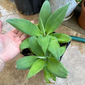 Foxtail Agave Attenuata Live Plant - Outdoor Succulent - Small, Medium, Large Sizes - Image 1