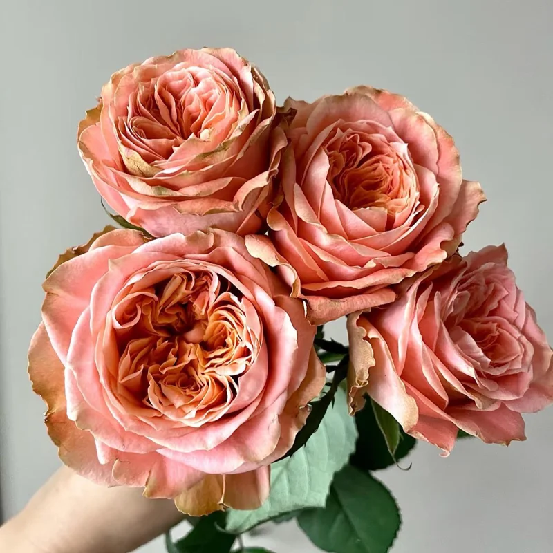 Funky Peach Rose Live Plant - Pink/Red Blend, Double Blooms, 80cm Tall - Image 1