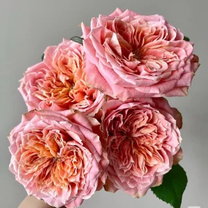 Funky Peach Rose Live Plant - Pink/Red Blend, Double Blooms, 80cm Tall - Image 2