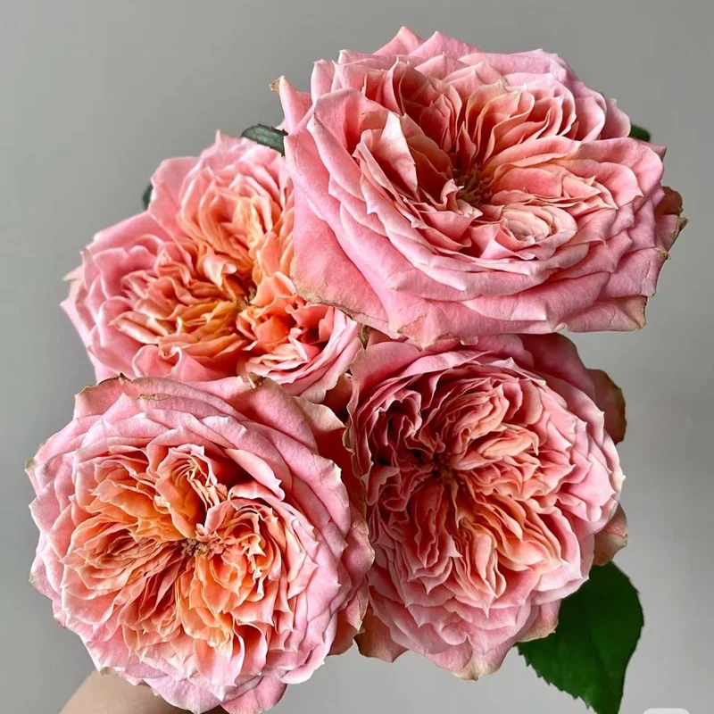 Funky Peach Rose Live Plant - Pink/Red Blend, Double Blooms, 80cm Tall - Image 2