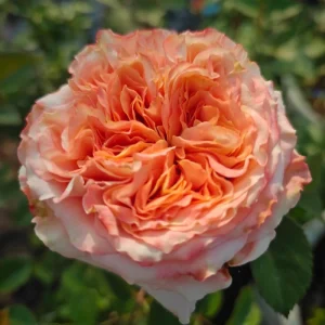 Funky Peach Rose Live Plant - Pink/Red Blend, Double Blooms, 80cm Tall - Image 3
