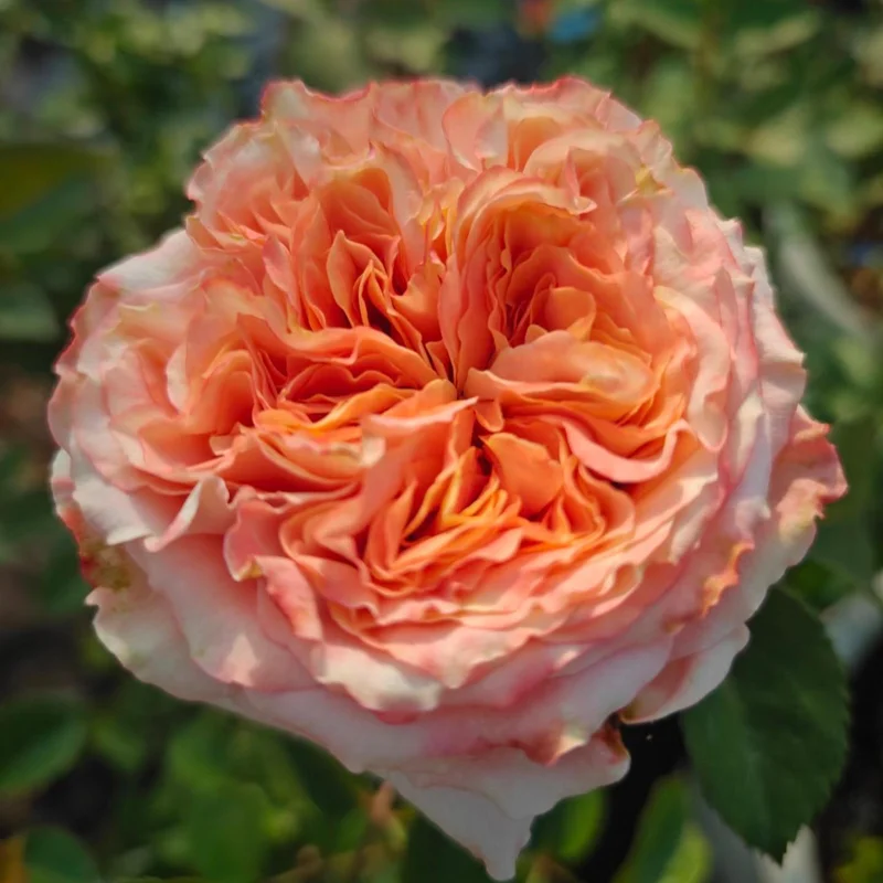 Funky Peach Rose Live Plant - Pink/Red Blend, Double Blooms, 80cm Tall - Image 3