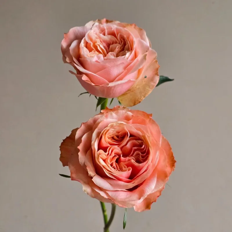 Funky Peach Rose Live Plant - Pink/Red Blend, Double Blooms, 80cm Tall - Image 4