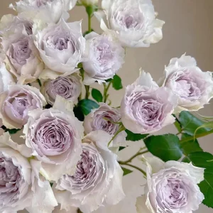 Fuyue Rose Live Plant - Pinkish-Purple, Strong Fragrance, up to 110 cm Tall - Image 2