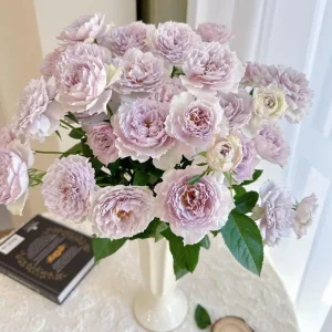 Fuyue Rose Live Plant - Pinkish-Purple, Strong Fragrance, up to 110 cm Tall - Image 3