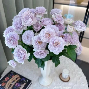 Fuyue Rose Live Plant - Pinkish-Purple, Strong Fragrance, up to 110 cm Tall - Image 4