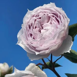 Fuyue Rose Live Plant - Pinkish-Purple, Strong Fragrance, up to 110 cm Tall - Image 5