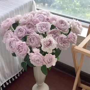 Fuyue Rose Live Plant - Pinkish-Purple, Strong Fragrance, up to 110 cm Tall - Image 6