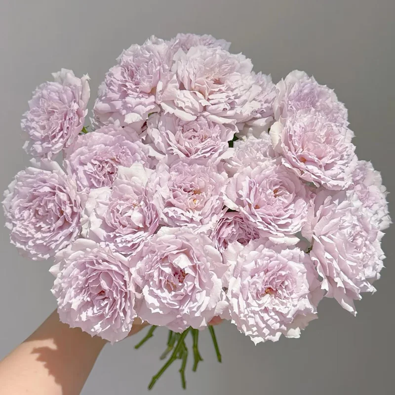 Fuyue Rose Live Plant - Pinkish-Purple, Strong Fragrance, up to 110 cm Tall - Image 1