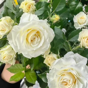 Gelato Rose Bush Live Plant 30-50 cm Tall - White/Cream Yellow Double Petals - Image 2