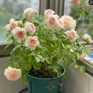 Gelato Rose Bush Live Plant 30-50 cm Tall - White/Cream Yellow Double Petals - Image 3