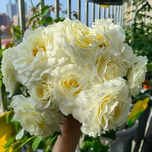 Gelato Rose Bush Live Plant 30-50 cm Tall - White/Cream Yellow Double Petals - Image 1